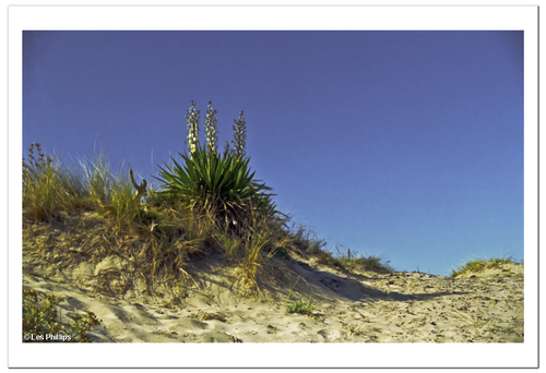 Sentinel Agave, Valras Plage, France