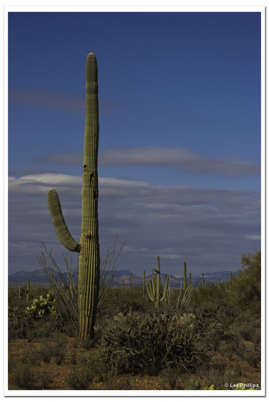 Saguaro Sentinel Saguaro Sentinel