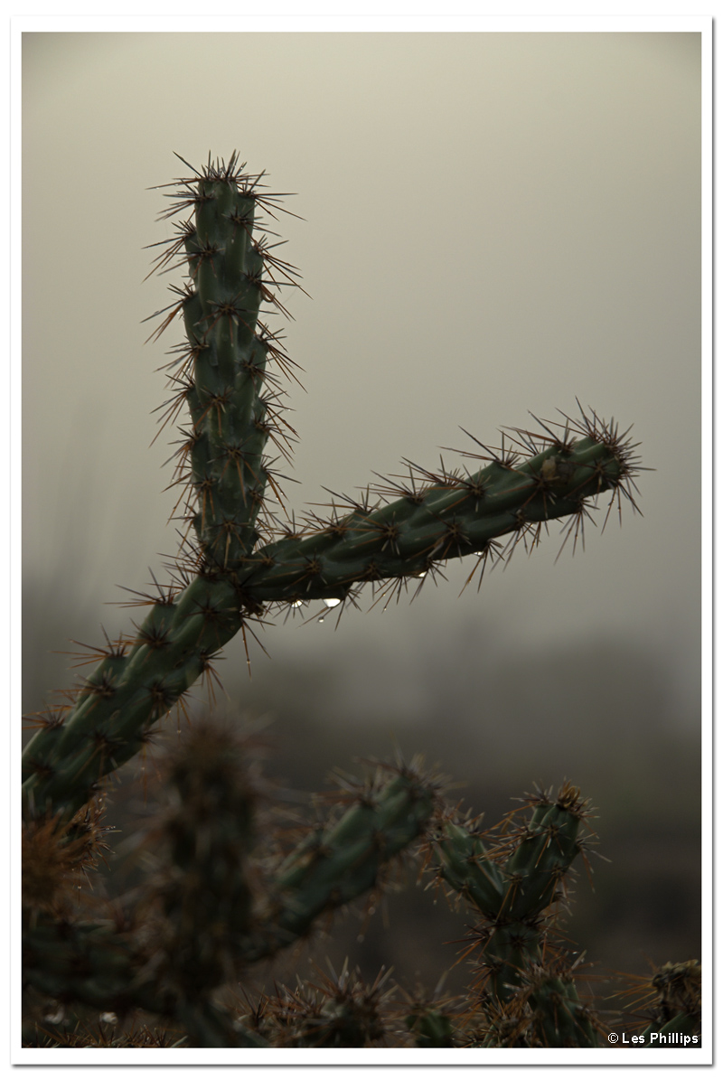 Cholla and Fog Cholla and Fog
