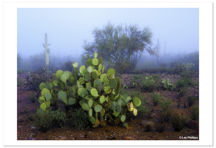 Prickly Pear Cactus, 2011 Prickly Pear Cactus, 2011