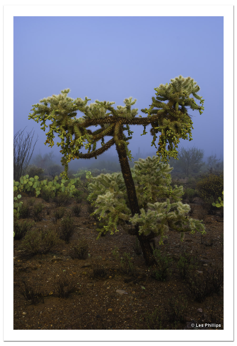 Jumping Cholla, 2011 Jumping Cholla, 2011