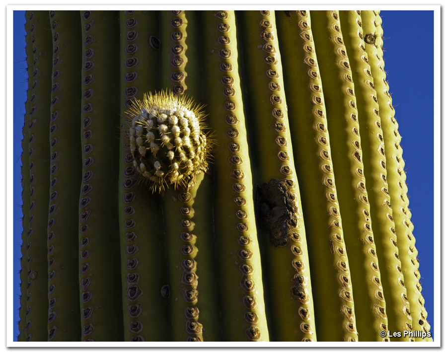 Budding Saguaro Branch Budding Saguaro Branch